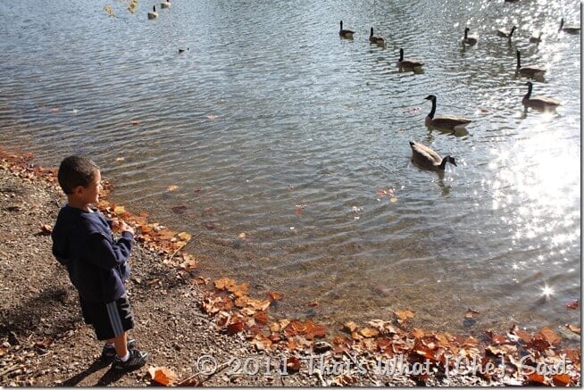 Feeding the Ducks