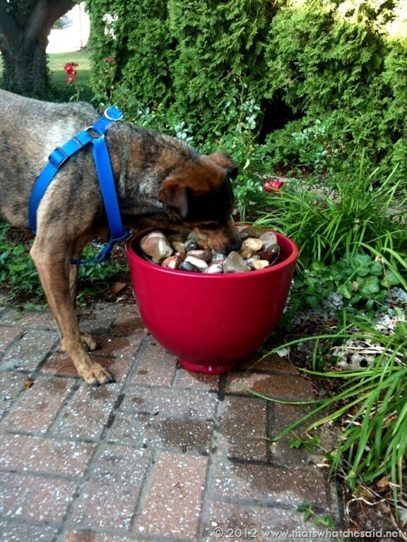 DIY Garden Fountain That s What Che Said