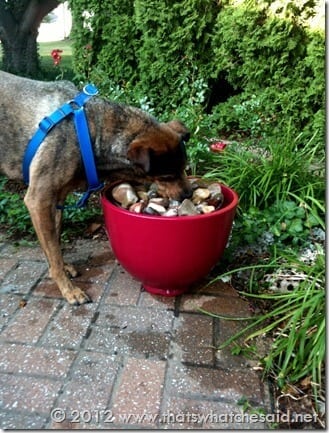 Murphy in the fountain