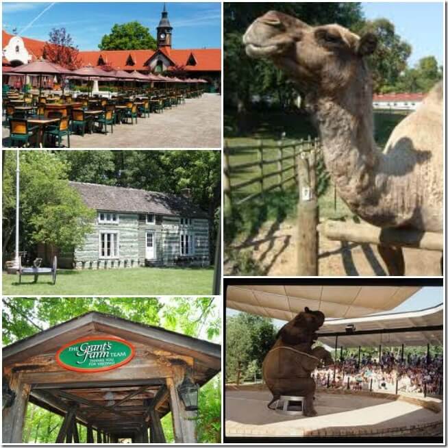 Grant's farm Collage