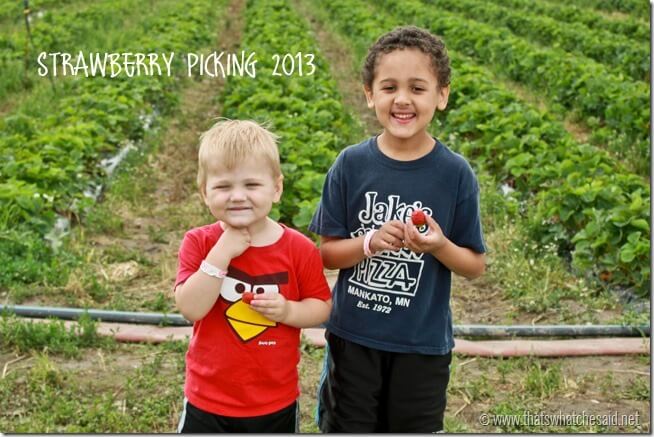 Strawberry Picking 2013