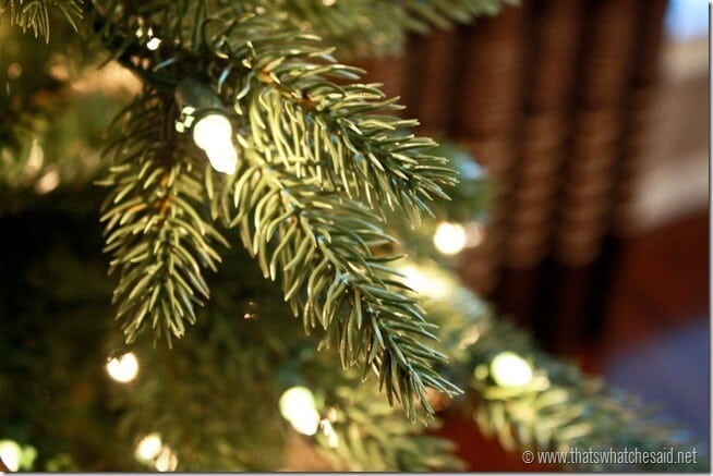 Close_up-of-kennedy-fir