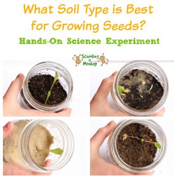 4 jars with different soils for growing seeds science experiment.