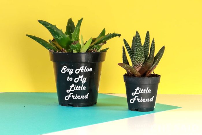 Two Aloe pots with funny Aloe SVG 