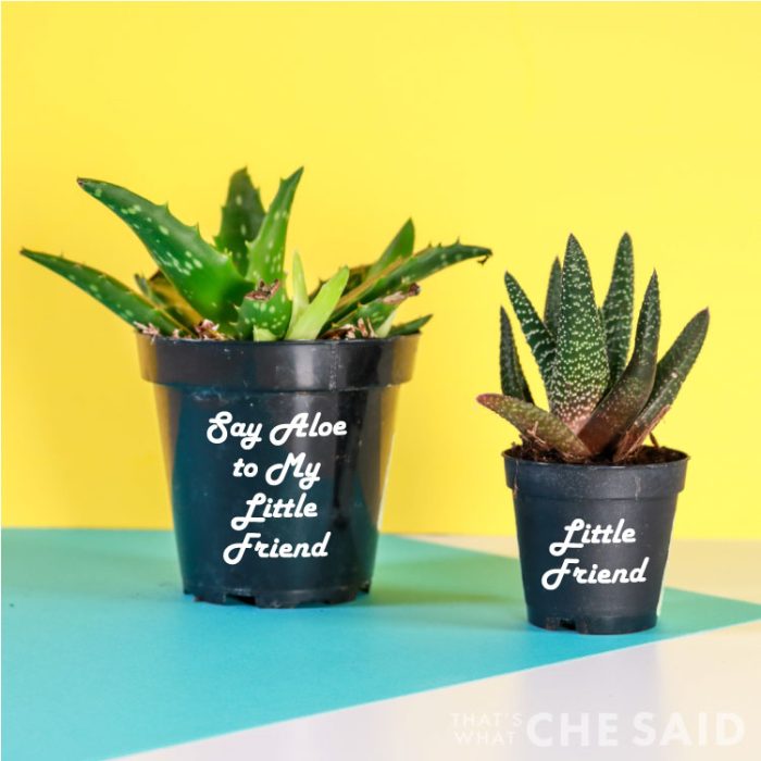 Two Aloe plants on yellow and aqua background with Aloe SVG on pots